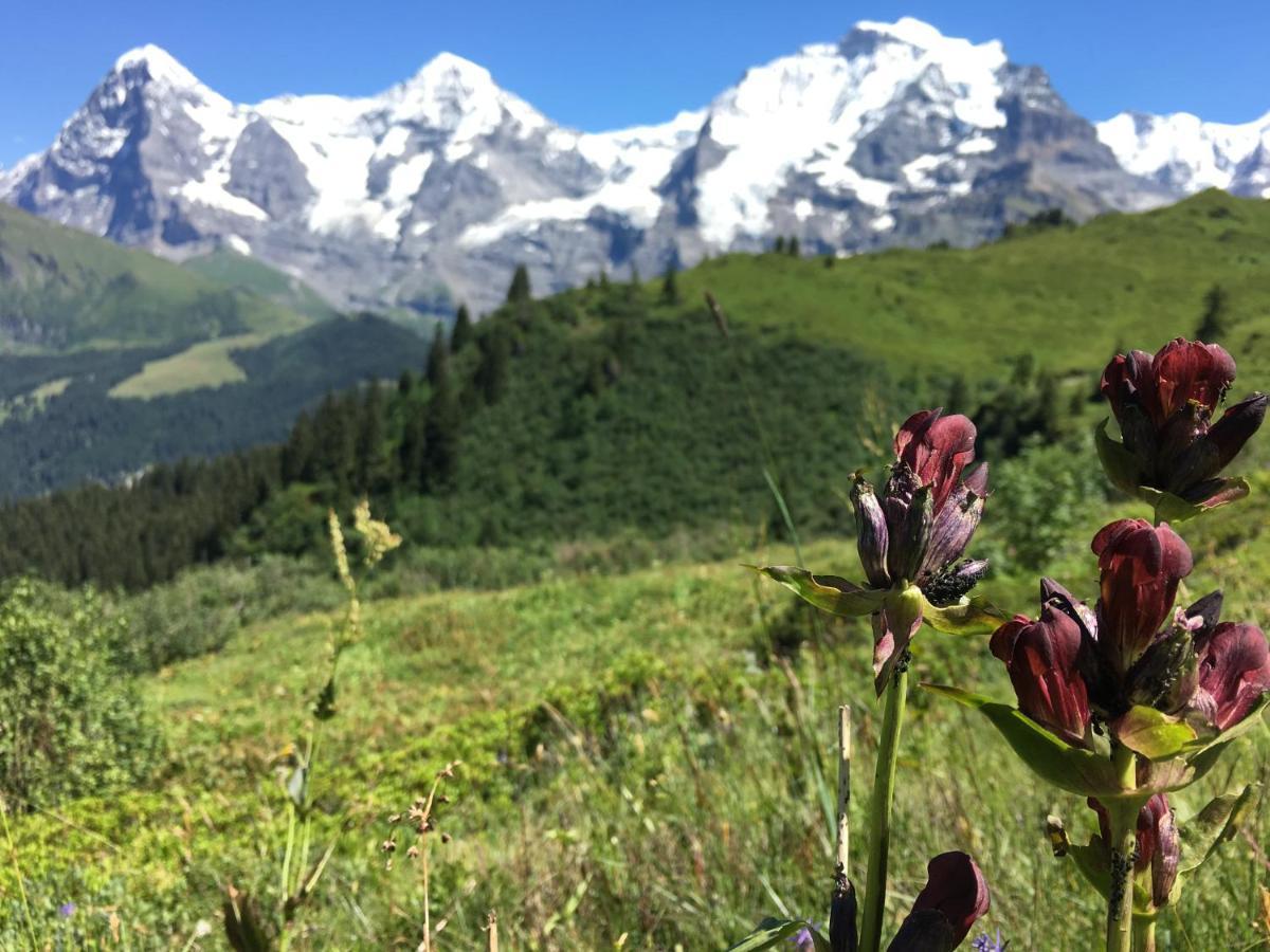 Alpenkraeuter Baeren